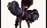 Parfum "Black Orchid Reserve" 50ml T1Z1010000 50ML TOM FORD