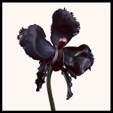 TOM FORD Parfum "Black Orchid Reserve" 50ml BLACK Unisex 