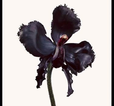 Parfum "Black Orchid Reserve" 50ml T1Z1010000 50ML TOM FORD 