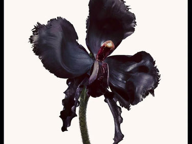 Parfum "Black Orchid Reserve" 50ml T1Z1010000 50ML TOM FORD 